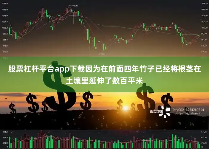 股票杠杆平台app下载因为在前面四年竹子已经将根茎在土壤里延伸了数百平米